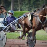 Ivoire Turf Vip