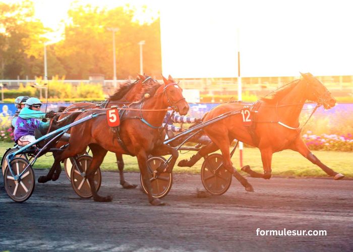 Les Leaders Turf