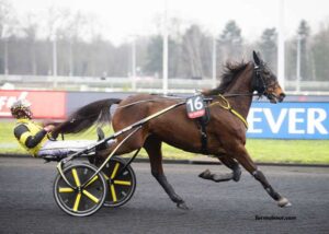 Lingodor Turf 2019
