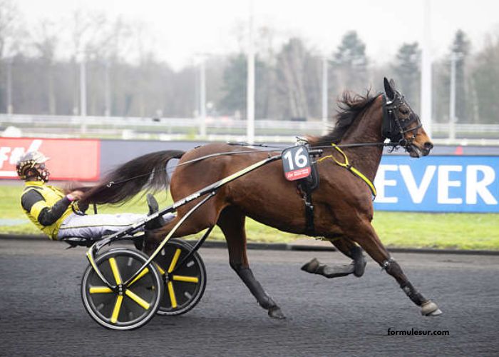 Lingodor Turf 2019
