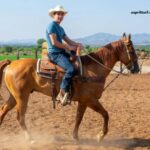 Trio 3 Chevaux