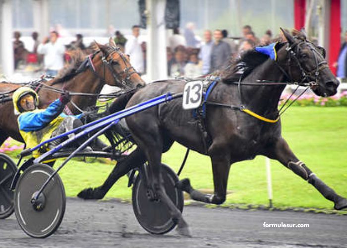 Soleil Turf Vip