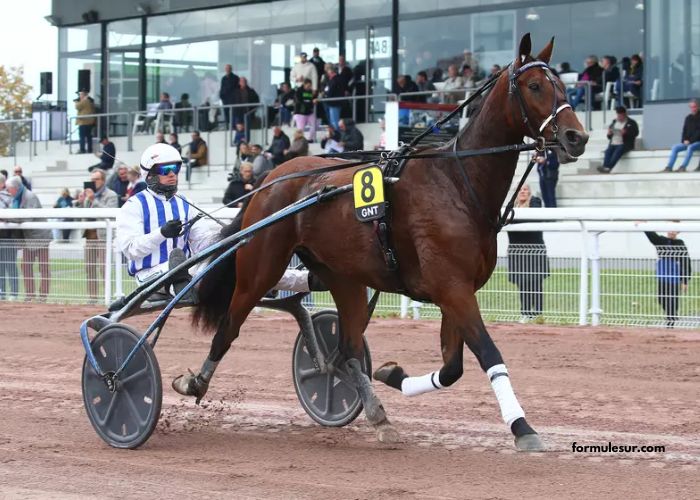 Turf Pronostic 7